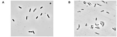 Subcutaneous Immunization of Dogs With Bordetella bronchiseptica Bacterial Ghost Vaccine